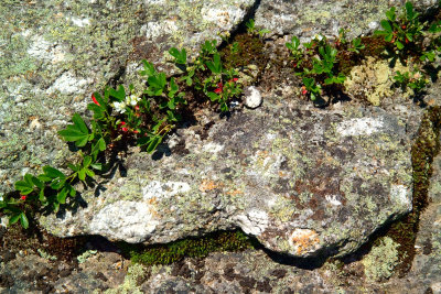 Cardigan summit rocks. NH