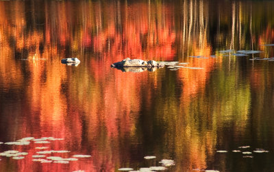 Cumberland pond, RI