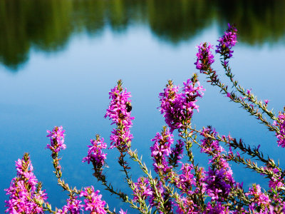 Dodgeville Pond,MA