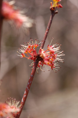 leaf buds, MA
