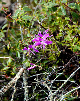 Mountain bloom. Mt Chocorua, NH