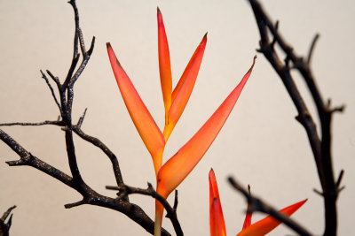 orange detail