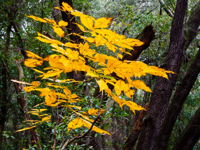 Hidden Waters Preserve Eustis FL