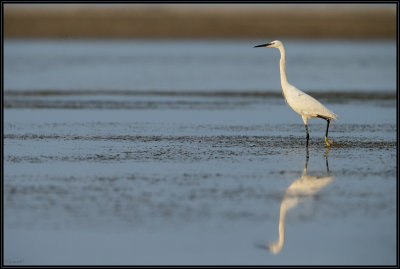Aigrette garzette