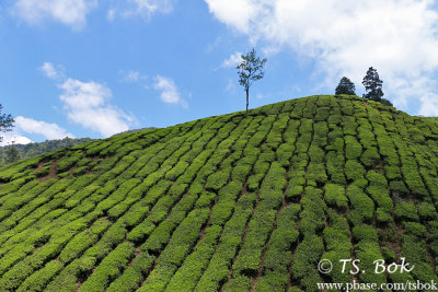 Cameron Highland.jpg