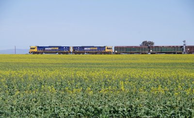 Canola and Louvres