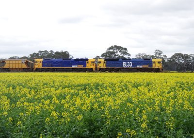 Canola and Sand