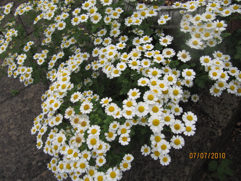 feverfew herb