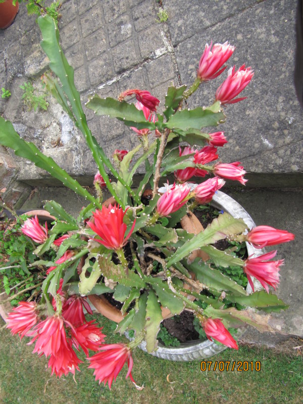  my flowering cactus