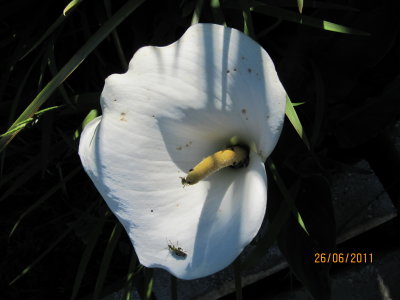 visitors on my arum lily