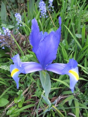 Iris so blue