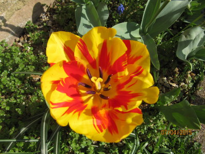 painted tulip