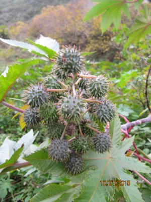 hedgerow cluster