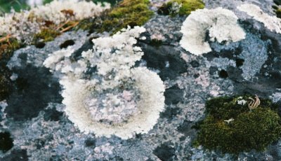 tree rings