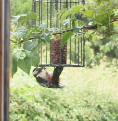 greater spotted woodpecker visiting