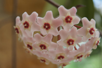 hoya flower