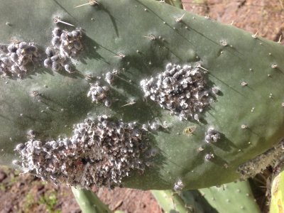 cochineal invasion