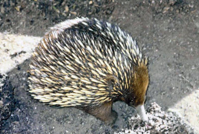 enchidna 2002