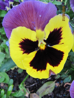 an angel in the pansy