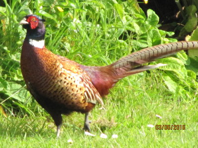 Peter the pheasant