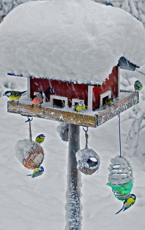 Winter in the birds restaurant, Sweden