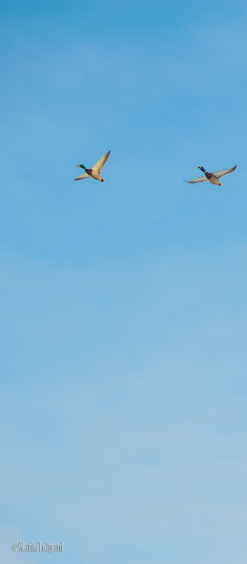 Birds flying high, Sweden