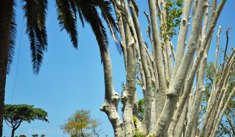 Special trees Portugal