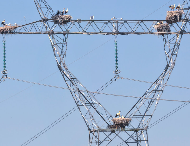 Storks in Portugal