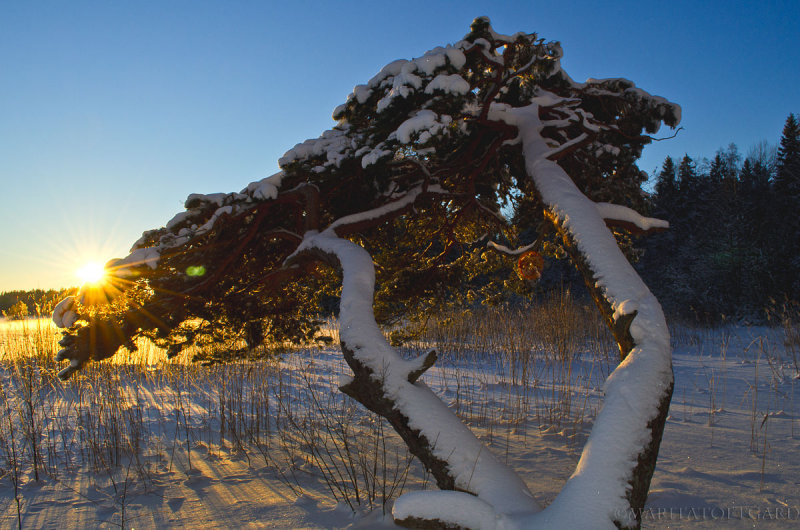 Golden sunset over the frozen lake and -20C and much snow