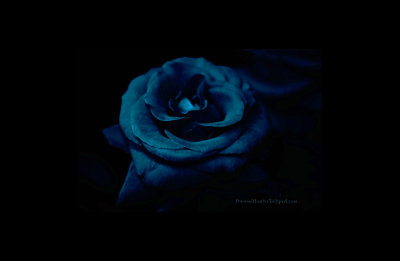  dark rose