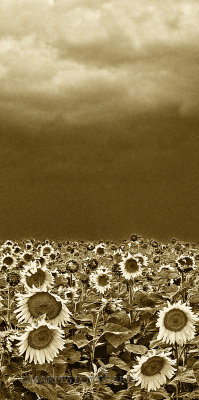 #Sunflowers in sepia