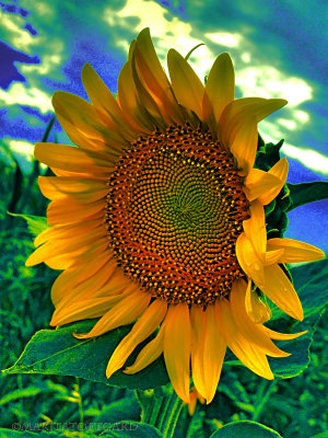 Sunflower the happy flower;)