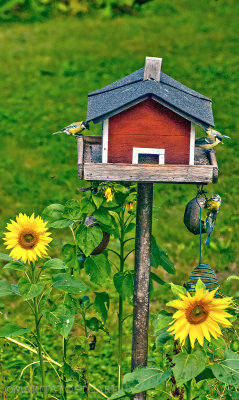 Sunflower seeds for the birds in Sweden
