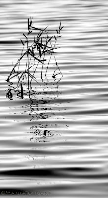 Reeds and ripples in the sea
