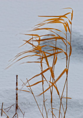 Reeds blowing in the harsh winter wind