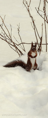 Snowy Squirrel