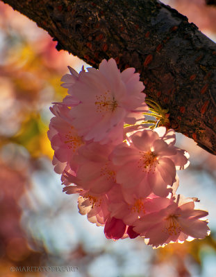 Japanese cherry tree flowers with magic backlight