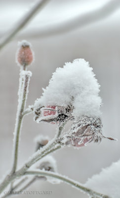 White fluffy snow on Glaucous Dog Rose