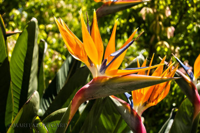 Strelitzia reginae flowers, at the Castle Monserrate, Portugal