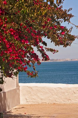 Bougainvillae by the beach in Portugal