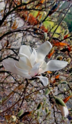 #White #magnolia, #Sweden.