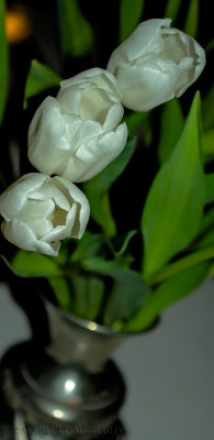 #White #tulips in #Spring