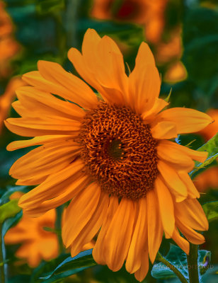 #Sunflower