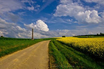 Field of yellow rapeseedflowers in France