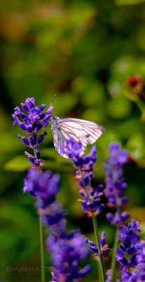Lavender-butterfly-summer-Sweden.