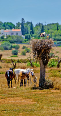 Storks and horses in Portugal