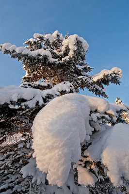 Heavy snow on branches in Sweden