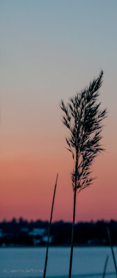 Winter sunset Sweden