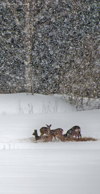 Heavy snowstorm and some deer in Sweden
