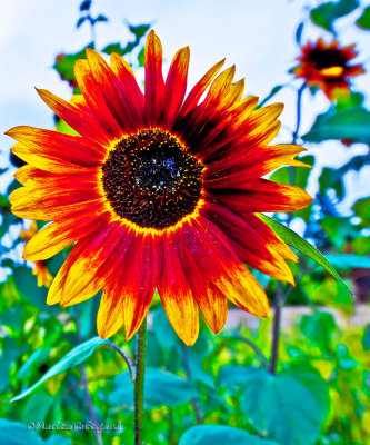 Red and yellow Sunflower, Sweden